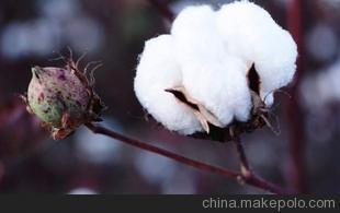 新疆二级棉花、皮棉、籽棉厂家直销常年供应，及张家港市银泰针纺织品织造介绍